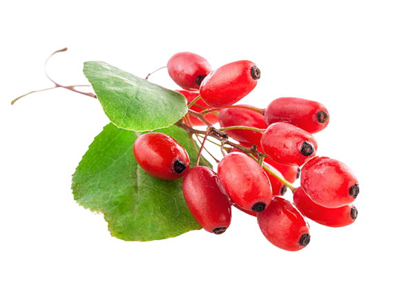 Bārbele