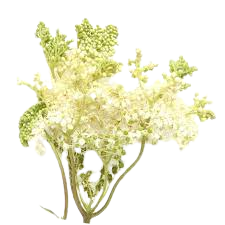 Vīgrieze (Filipendula ulmaria)