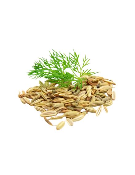 Foeniculum vulgare