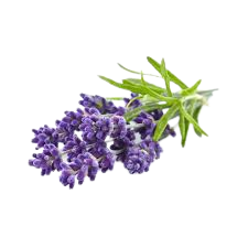 Lavanda